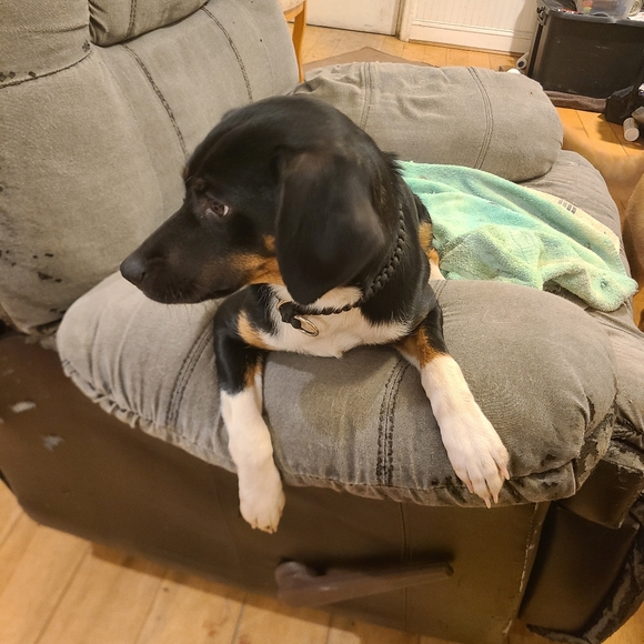 Just pictures of the dogs - Picture 3 of 6